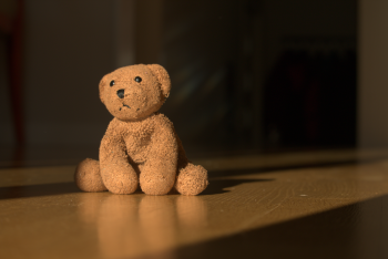 Teddy is waiting for his owner