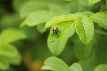 Nature beetle