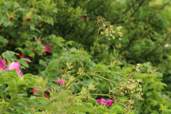 Nature Raindrops