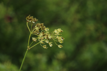 Nature Raindrops 2