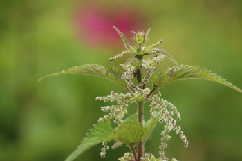 Nature stinging nettle