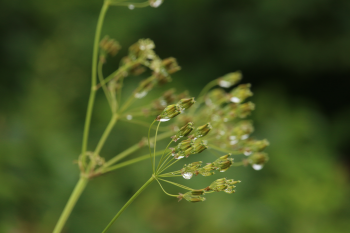 Nature Raindrops 3