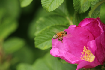 Nature Honeybee