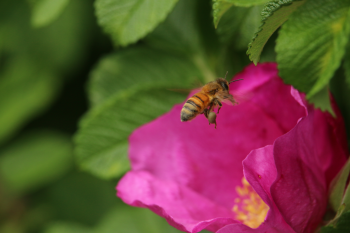 Nature Honeybee 3