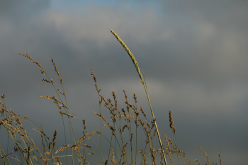 Nature grass Straw